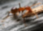ant