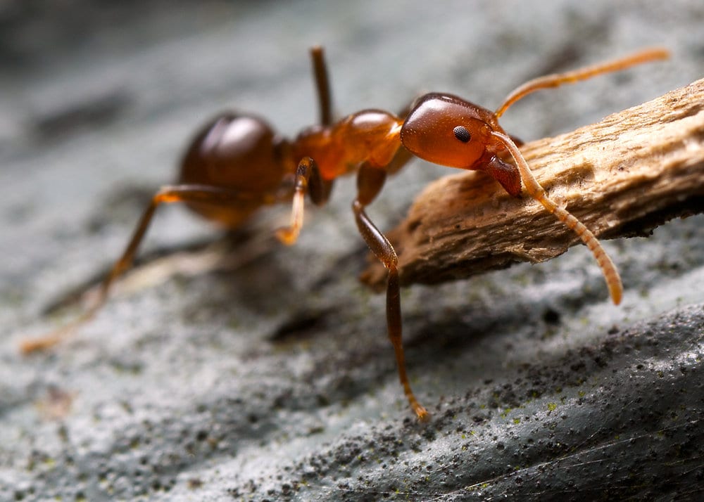 The Ultimate Guide to Keeping Ants Out of Your Home
