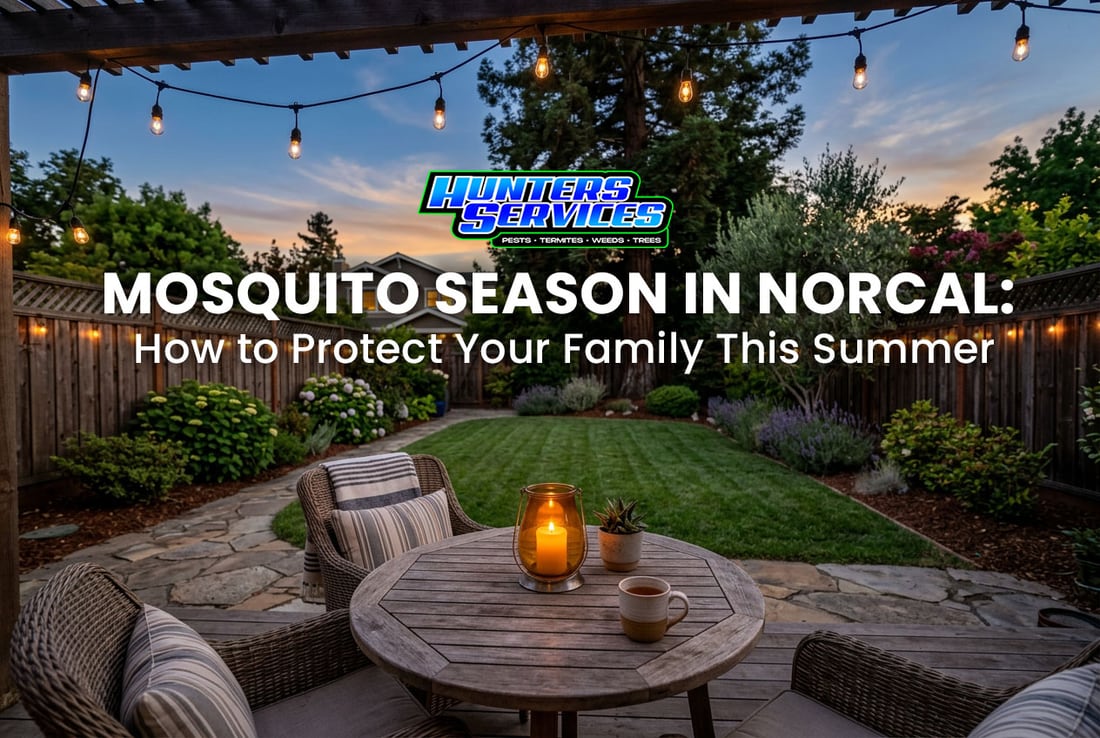 Mosquito Season in NorCal: How to Protect Your Family This Summer