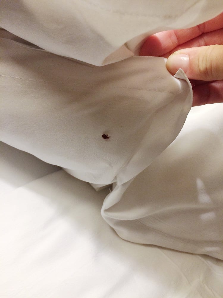 Definitive Guide: How to Prevent Bed Bugs and Ensure Peaceful Sleep