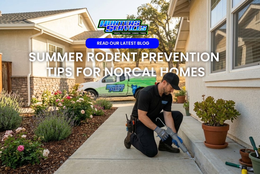 Hunters Services technician sealing a foundation gap to keep summer rodents out of a Northern California home.