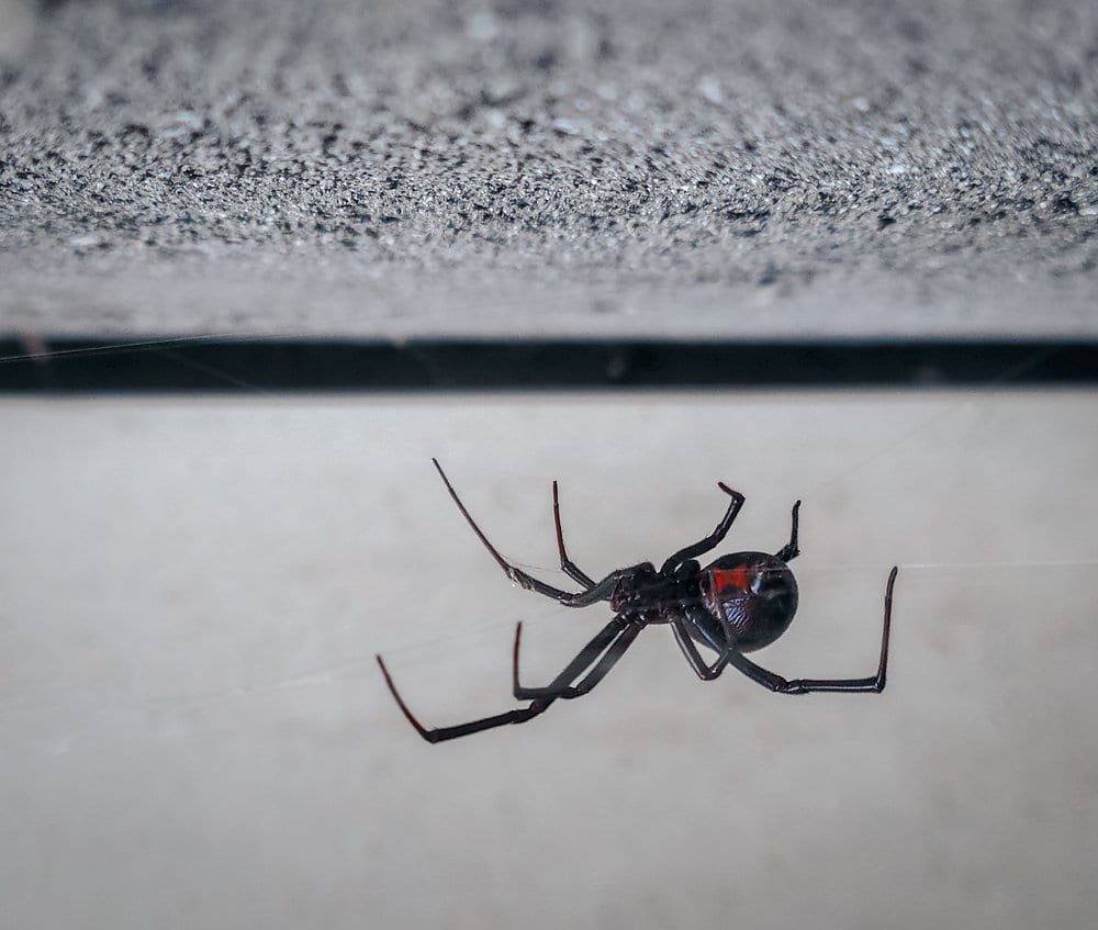 Summer Spider Control: Keeping Arachnids and Black Widows at Bay