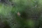 spiders
