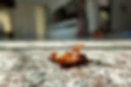 cockroaches