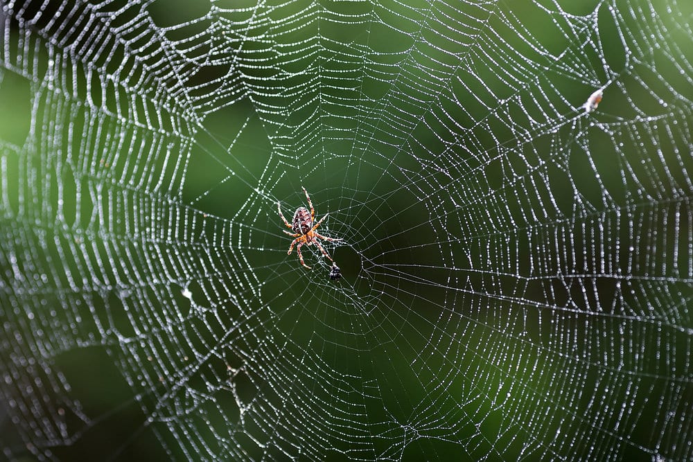 Top 5 Pests during the Winter Season
