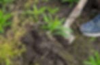 weed removal