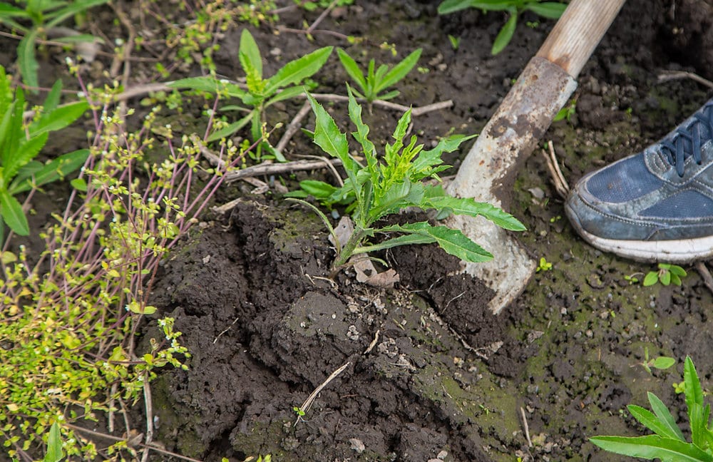 Winter Weed Treatments: Your Secret Weapon Against Spring Overgrowth
