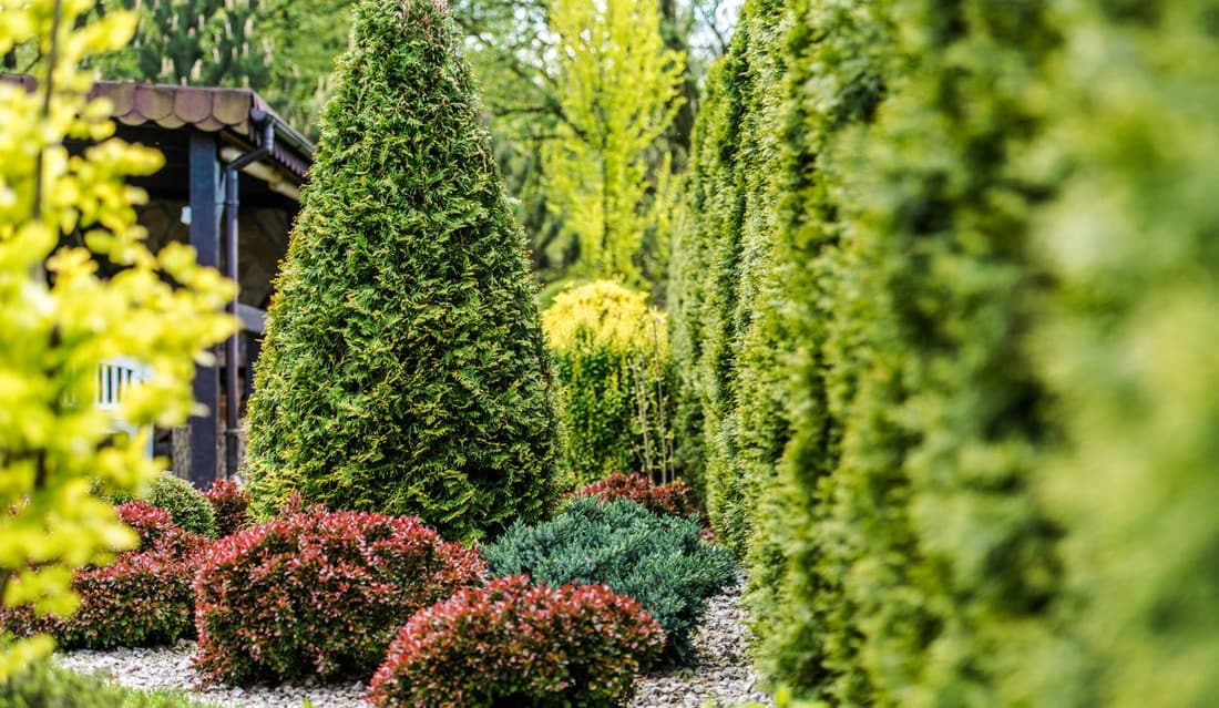 Tree Injections & Treatments in Northern California